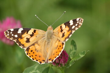 Fototapeta na wymiar Painted Lady (Vanessa cardui), macro photography of the colorful butterfly on meadow flower