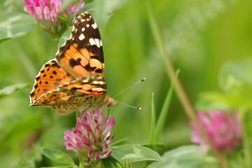 Painted Lady (Vanessa cardui), macro photography of the colorful butterfly on meadow flower