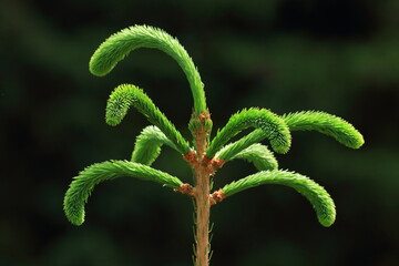 Coniferous tree with young green branches on the top