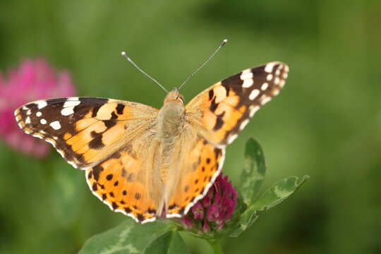 Painted Lady (Vanessa cardui), macro photography of the colorful butterfly on meadow flower