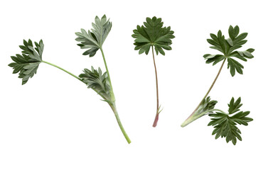 
Isolated Pressed and dried leaf on white background