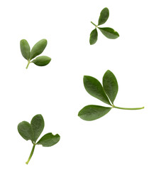 Isolated Pressed and dried leaf  on white background