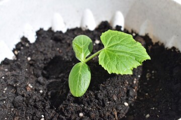 Seedlings of cucumbers in a pot. Gardening. Seedlings on the balcony. Three sheets. Close-up.