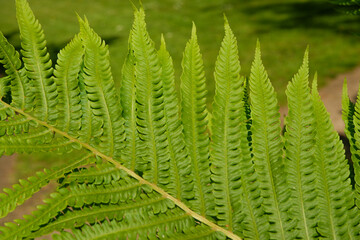 Green succulent fern close up. Green fern leaves on a sunny day