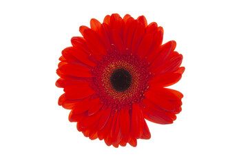 gerbera flower isolated on white background