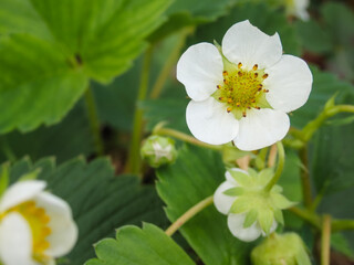 Strawberry flower. Garden strawberry, white flowers and buds with green leaves, close up. blooming strawberry, Blossoming strawberry