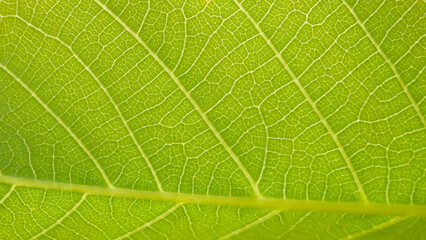 Close up view of green leaves of walnut tree with sunlight. Green leaves background. Leaf texture, background texture. Green leaf structure macro photography.