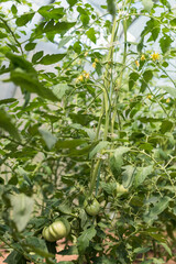 Part of tomato plants in the greenhouse - green fruits, flowers, leaves