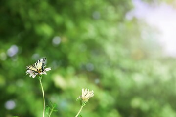 A beautiful butterfly over the branch flower