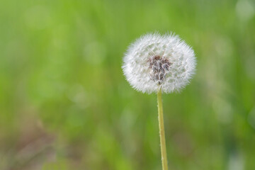 맑은 날 풀밭에 민들레꽃씨