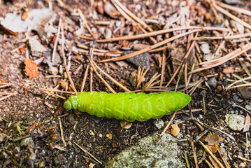 Tau Emperor green caterpillar crawling on brown earth. Green Aglia Tau moth dragging itself slowly. Slow crawl of an Aglia Tau worm, that belongs to the Emperor, Royal, Moon, and Giant Silk Moths