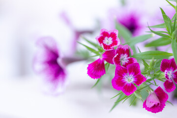 Bright Pink flowers, green leaves on white background. Garden flowers, floral background, petunia, sweet-william, close up, copy space