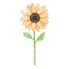 Watercolor drawing sunflower isolated on white background. Solar plant. Farm flower. Summer and autumn harvest. Seeds.
