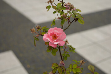 Blooming pink wild rose, city square background