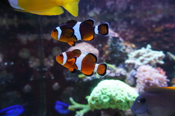 Two anemone fish swimming in aquarium