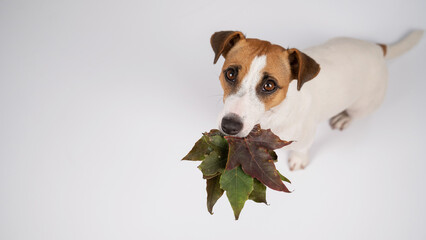 Jack russell terrier dog holding fallen maple leaves on a white background in the studio.