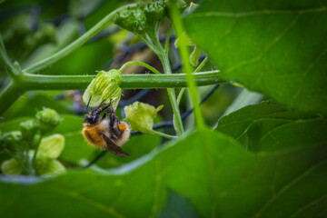 In spring bees and bumblebees do not lack work to pollinate all the flowers of fields and gardens.