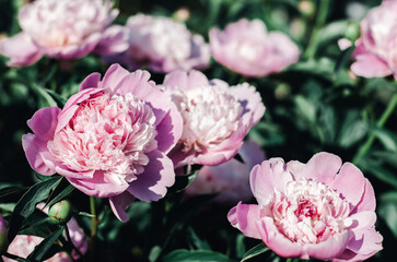 Pink peonies close-up in mystical processing. Background of peonies. Bouquet of beautiful flowers peonies.