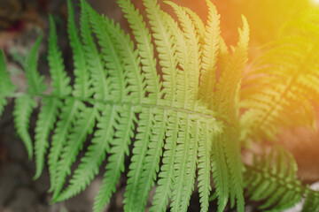Fototapeta premium Young green fern leaf in the sun. Green natural fern background in sunlight