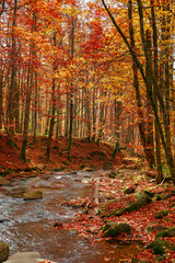 Fototapeta premium autumn scenery with river. beautiful nature landscape in autumn season. stones and trees in colorful foliage on the shore of rapid flow. bright sunny weather