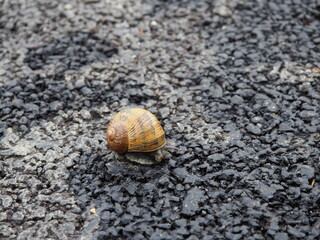 caracol de tonos marrones paseando por un sendero pedregos color gris, vela recogida, cuatro antenas, la coruña, españa, europa