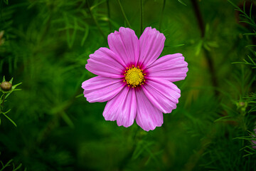 pink round flower on green background