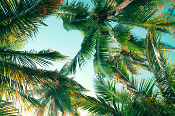 Fototapeta premium Background summer tropical, Coconut tree at tropical coast, Low angle view, Vintage Tones
