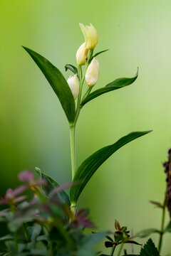 Cephalanthera damasonium, terrestrial orchid of the Orchidaceae family