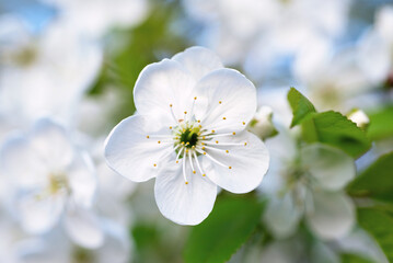 Cherry spring flowers
