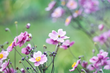 Nature background with spring flowers. (Anemone scabiosa). Selective and soft focus.	