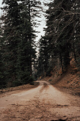 path in the forest