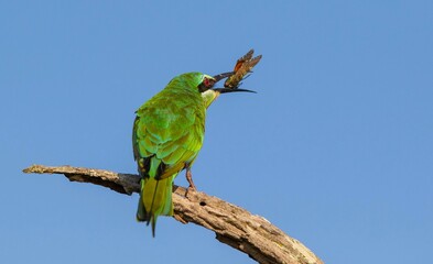Little bee-eater (Merops pusillus) is a songbird. They reside in most sub-Saharan Africa.
