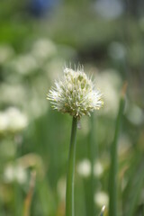 dandelion in the grass