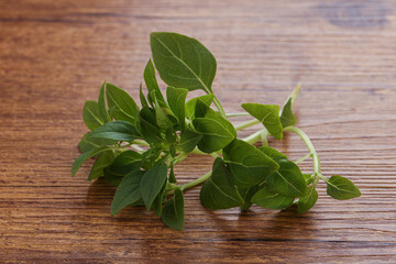 Young fresh green basil leaves