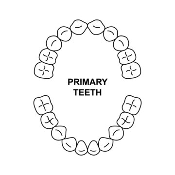 Primary teeth dentition anatomy. Child upper and lower jaw. Child tooth arrival chart. Primary teeth silhouette