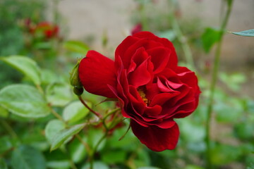 Rote Rose mit grünen Blättern im Garten im Frühling 