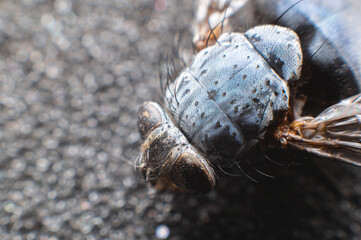 Flying dead fly. Kill the fly. Destruction of flies as carriers of bacterial infection, observance of hygiene rules. Extreme macro close-up in soft focus