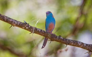 Blue waxbill (Uraeginthus angolensis) is a common cough finch found in South Africa