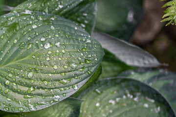 Large fresh green wet hosta leaves with raindrops close up on a cloudy summer morning, selective...