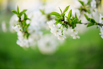 Cherry flowers frame