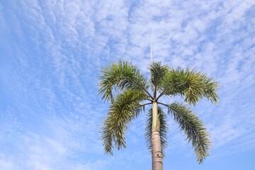 Obraz premium Beautiful view of blue sky and white cloud with palm tree in spring or summer season. Nature background concept.