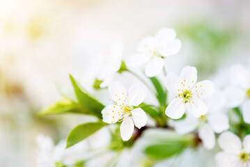 Cherry spring flowers