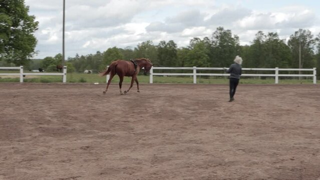 A female horse trainer leading her beautiful Swedish Warmblood around a paddock, the horse trotting elegantly as it circles the trainer, Vimmerby, Sweden