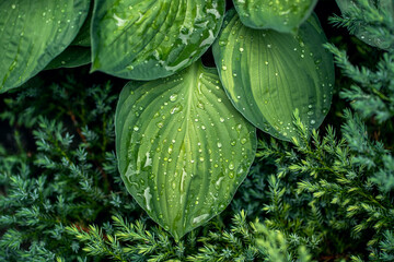 Large fresh green wet hosta leaves with raindrops close up on a cloudy summer morning. Botanical foliage, natural background. Wallpaper poster template