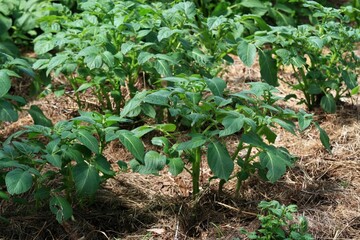Potato plants cultivated in in mulch of dried hay. Lot of mulch holds water and protects potatoes against weed. Permaculture organic gardening.