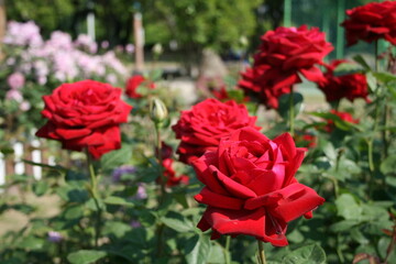 부산 화명동에 위치한 장미원에서 찍은 이쁜 장미사진들입니다.