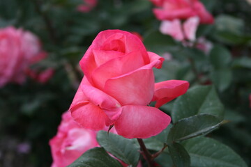 부산 화명동에 위치한 장미원에서 찍은 이쁜 장미사진들입니다.