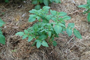 Potato plants cultivated in in mulch of dried hay. Lot of mulch holds water and protects potatoes against weed. Permaculture organic gardening.