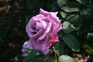 부산 화명동에 위치한 장미원에서 찍은 이쁜 장미사진들입니다.