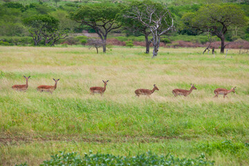 Naklejka na ściany i meble There are many Impala in the Sungulwane Private Game Reserve near Durban city in Kwazulu Natal.